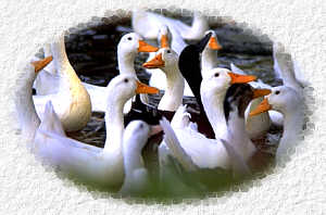 delta1.jpg (11783 bytes)