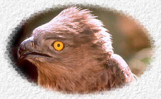 delta2.jpg (11025 bytes)